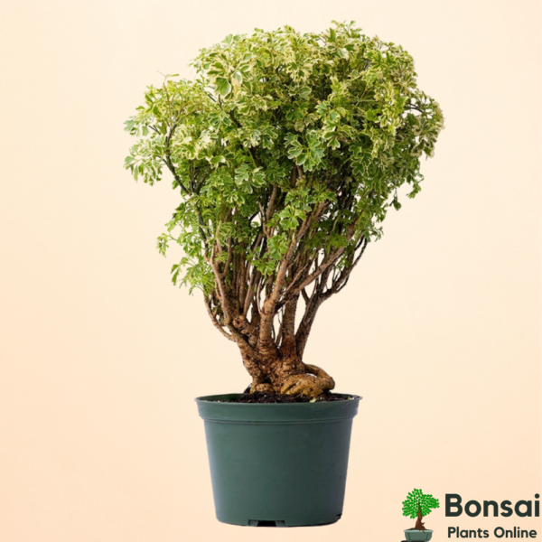 Get the beautiful Ming Aralia bonsai