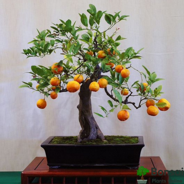 Get tangy fruits with the indoor Orange bonsai