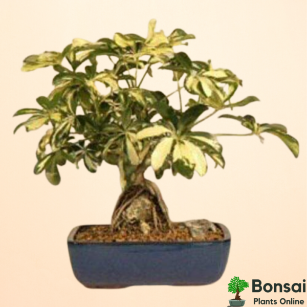 Get the beautiful Schefflera bonsai for your indoors