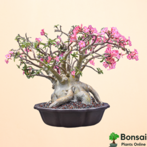 Get the beautiful Adenium bonsai plant