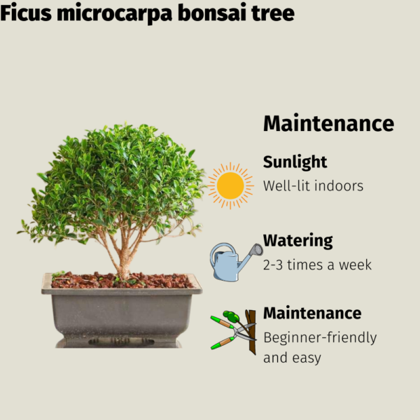 Get the Ficus microcarpa bonsai