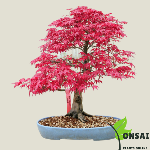 Get the dwarf Red Maple bonsai