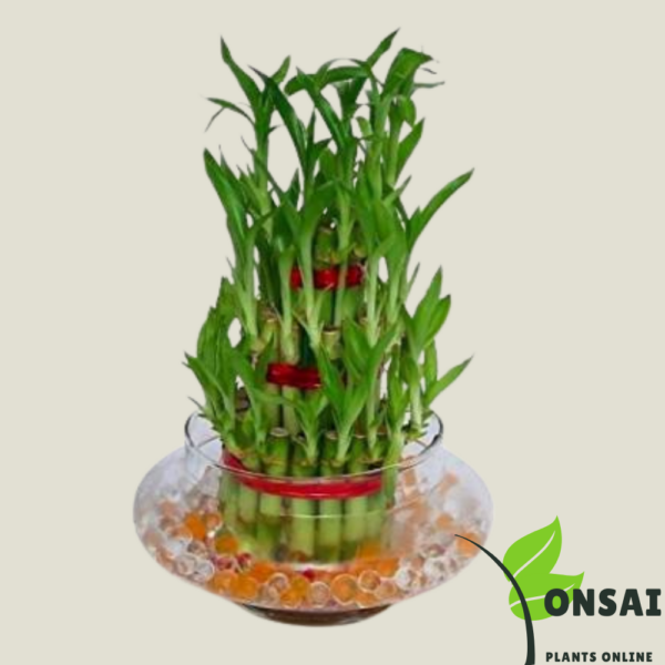 Get the 2 layered lucky bamboo bonsai