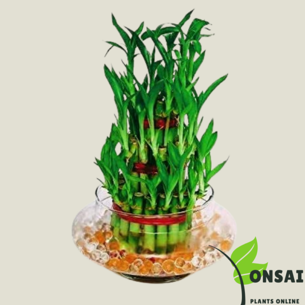 Get the 3 layered lucky bamboo bonsai