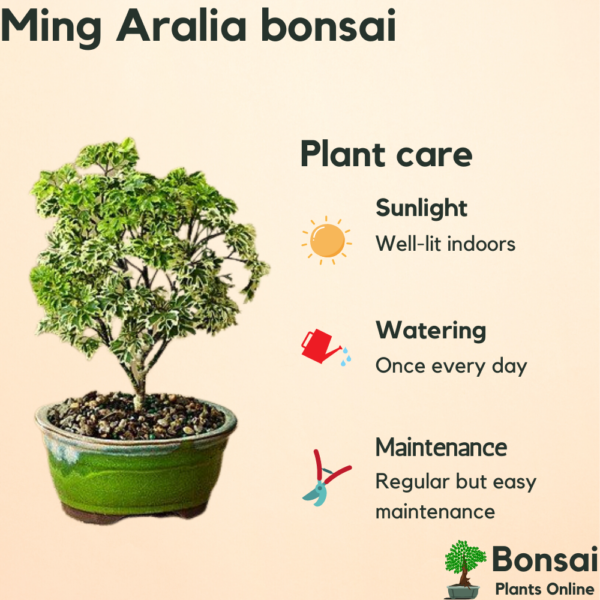 Get the beautiful Ming Aralia bonsai