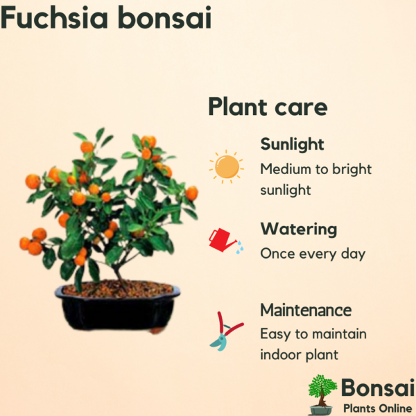 Get tangy fruits with the indoor Orange bonsai