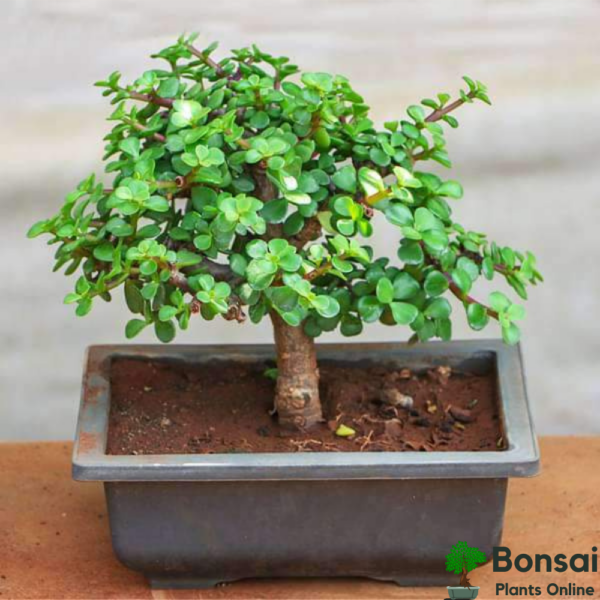 Get the Jade bonsai plant for indoors