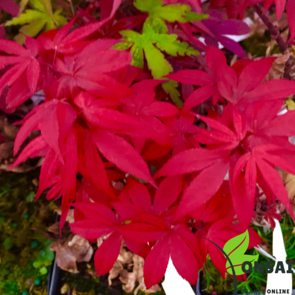 Get the dwarf Red Maple bonsai