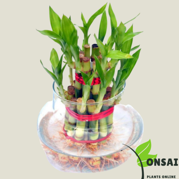 Get the 2 layered lucky bamboo bonsai