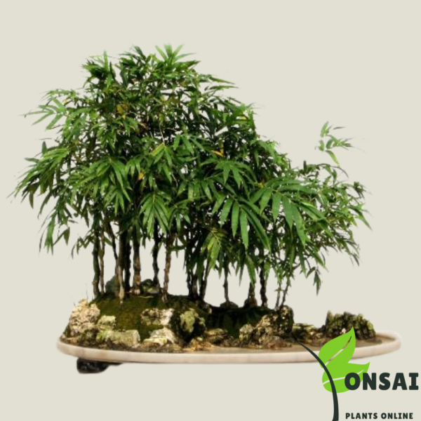 Get the straight layer bamboo bonsai