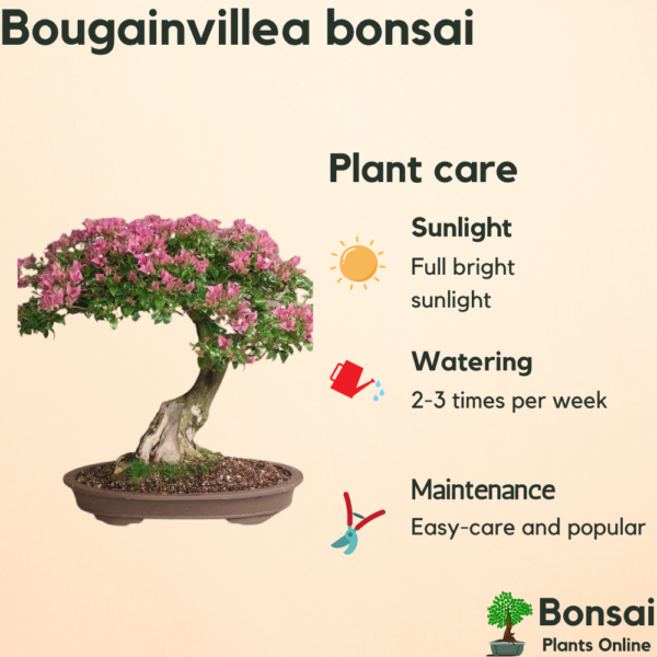 Get the flowering Bougainvillea bonsai