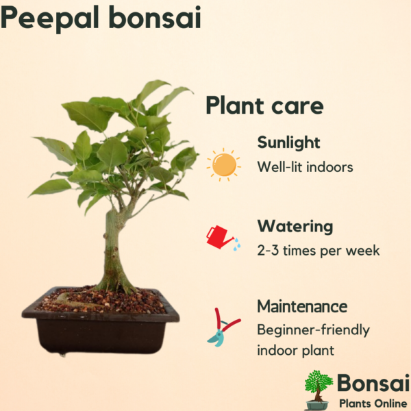 Get the beautiful and sacred Peepal bonsai