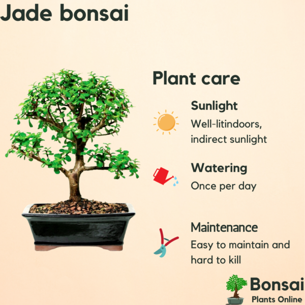 Get the Jade bonsai plant for indoors