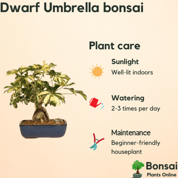 Get the beautiful Schefflera bonsai for your indoors