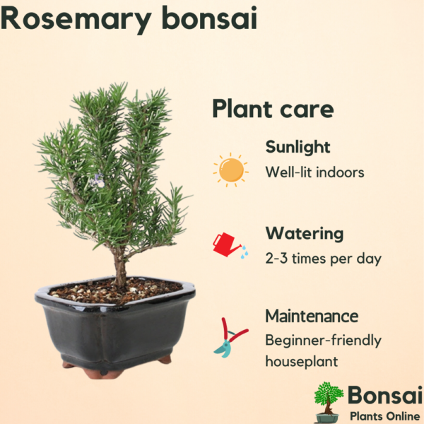 Get the beautiful and herbal Rosemary bonsai plant