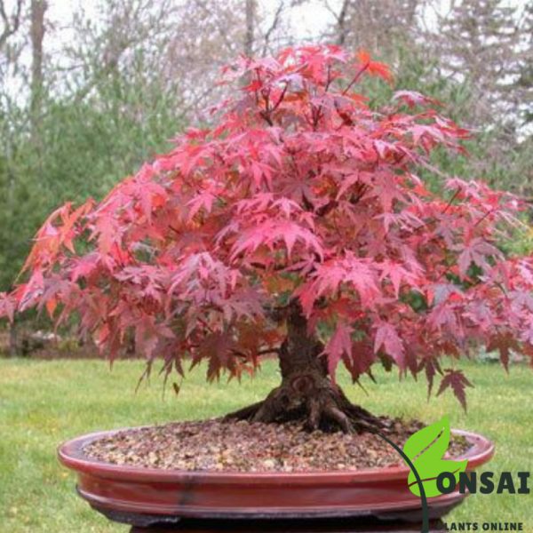 Get the dwarf Red Maple bonsai