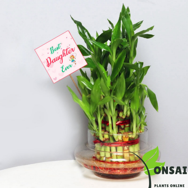 Get the 3 layered lucky bamboo bonsai