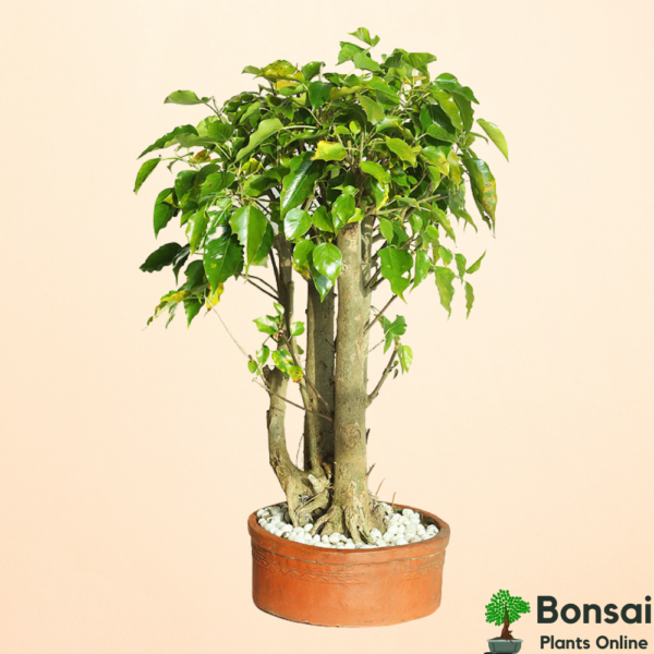 Get the beautiful and sacred Peepal bonsai