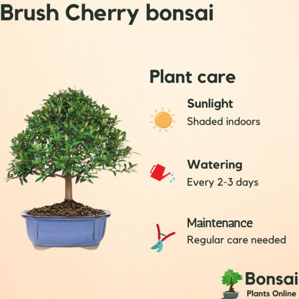 Get the beautifully flowering Brush Cherry bonsai