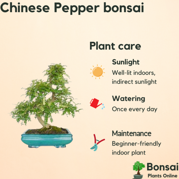 Get the aromatic and fruit-bearing Chinese Pepper bonsai