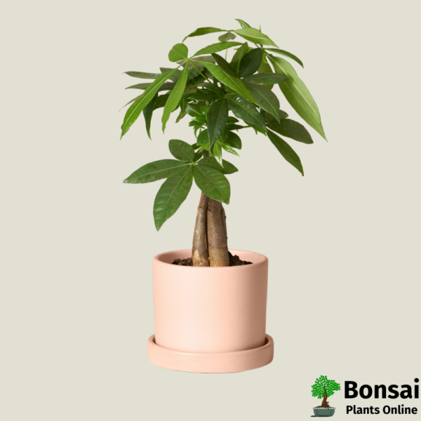 Pachira Plant Bonsai