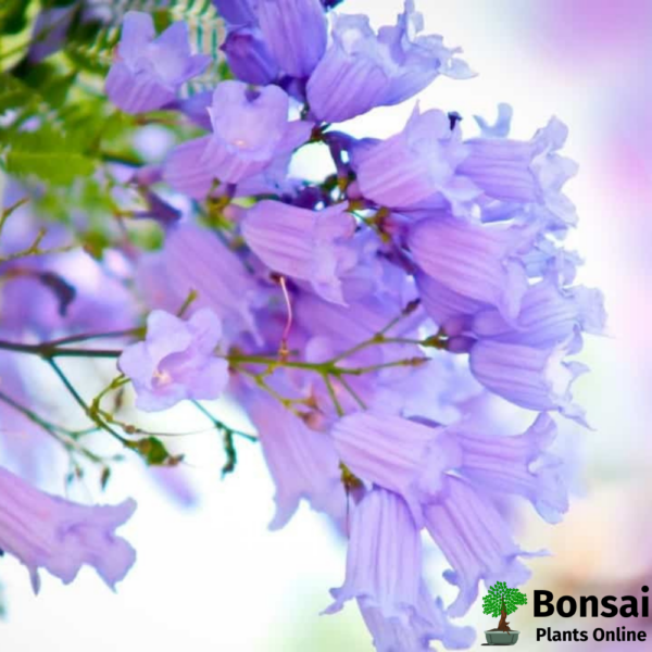 Get the Jacaranda bonsai tree