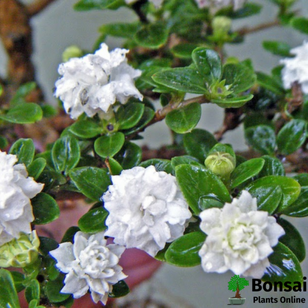 Get the Snow Rose Bonsai Tree