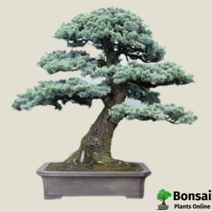 Get the Spruce bonsai tree