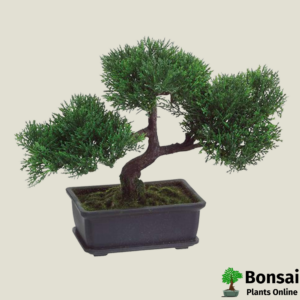 Get the Cedar bonsai tree