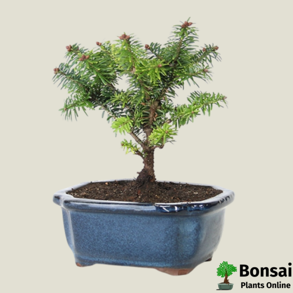 Get the Fir bonsai tree