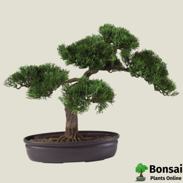 Get the Cedar bonsai tree