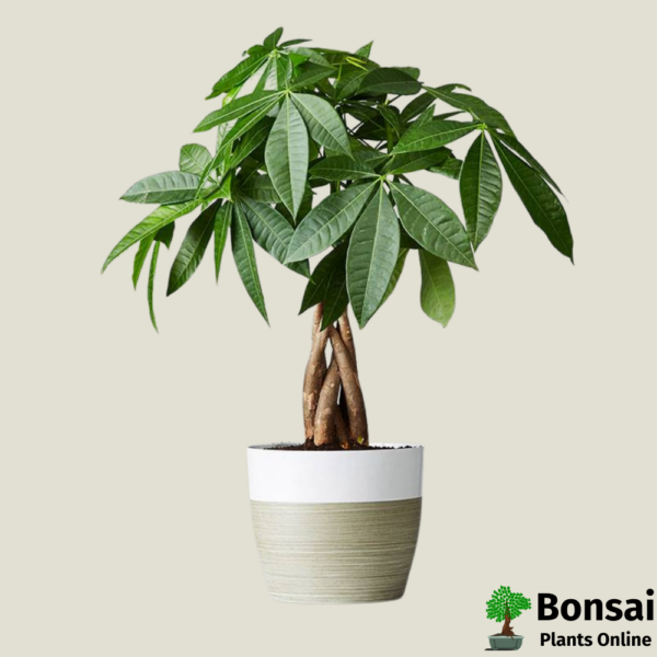 Get the Money tree bonsai