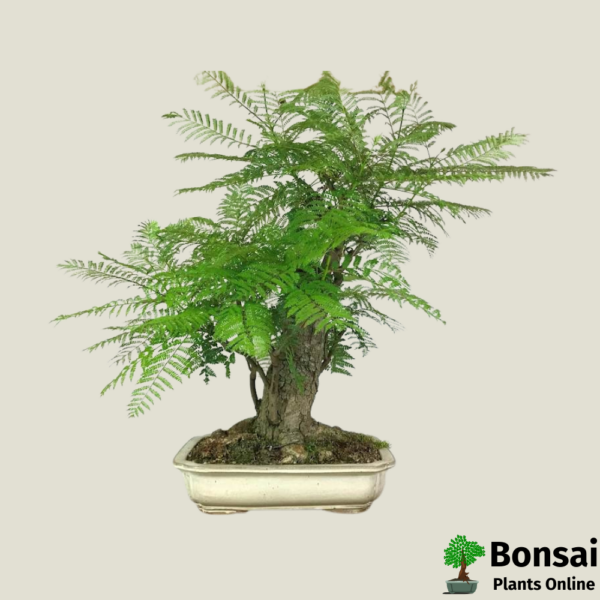 Get the Jacaranda bonsai tree