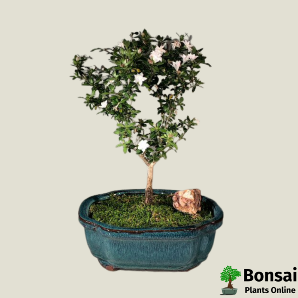 Get the Snow Rose bonsai tree