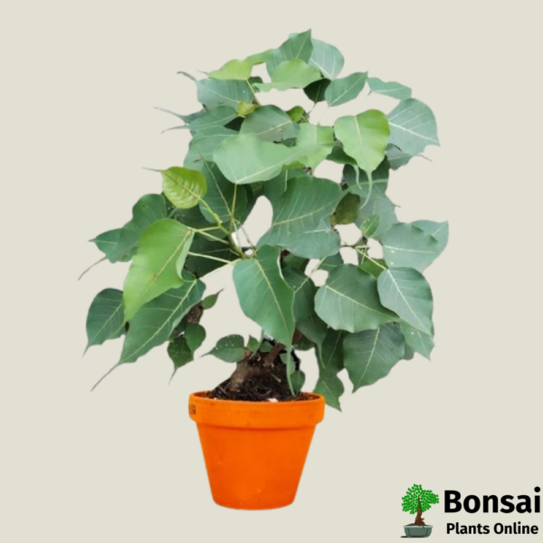 Get the Ficus religiosa bonsai