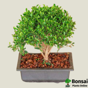 Get the Ficus microcarpa bonsai