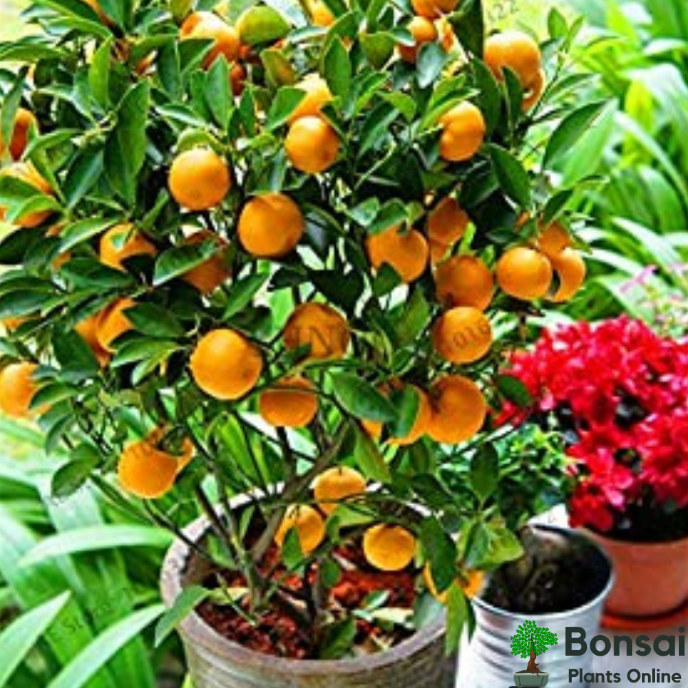 Fruit-bearing indoor orange bonsai