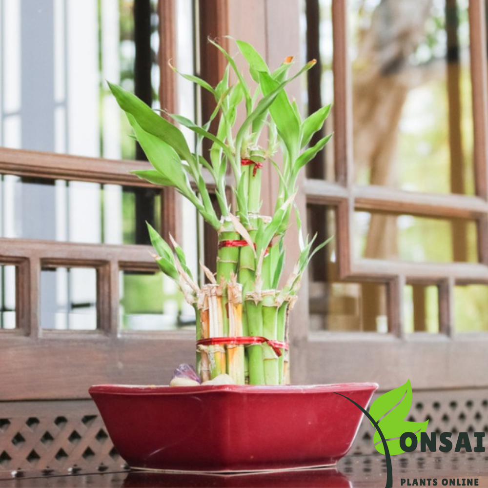 Elegant 2 layered lucky bamboo bonasai