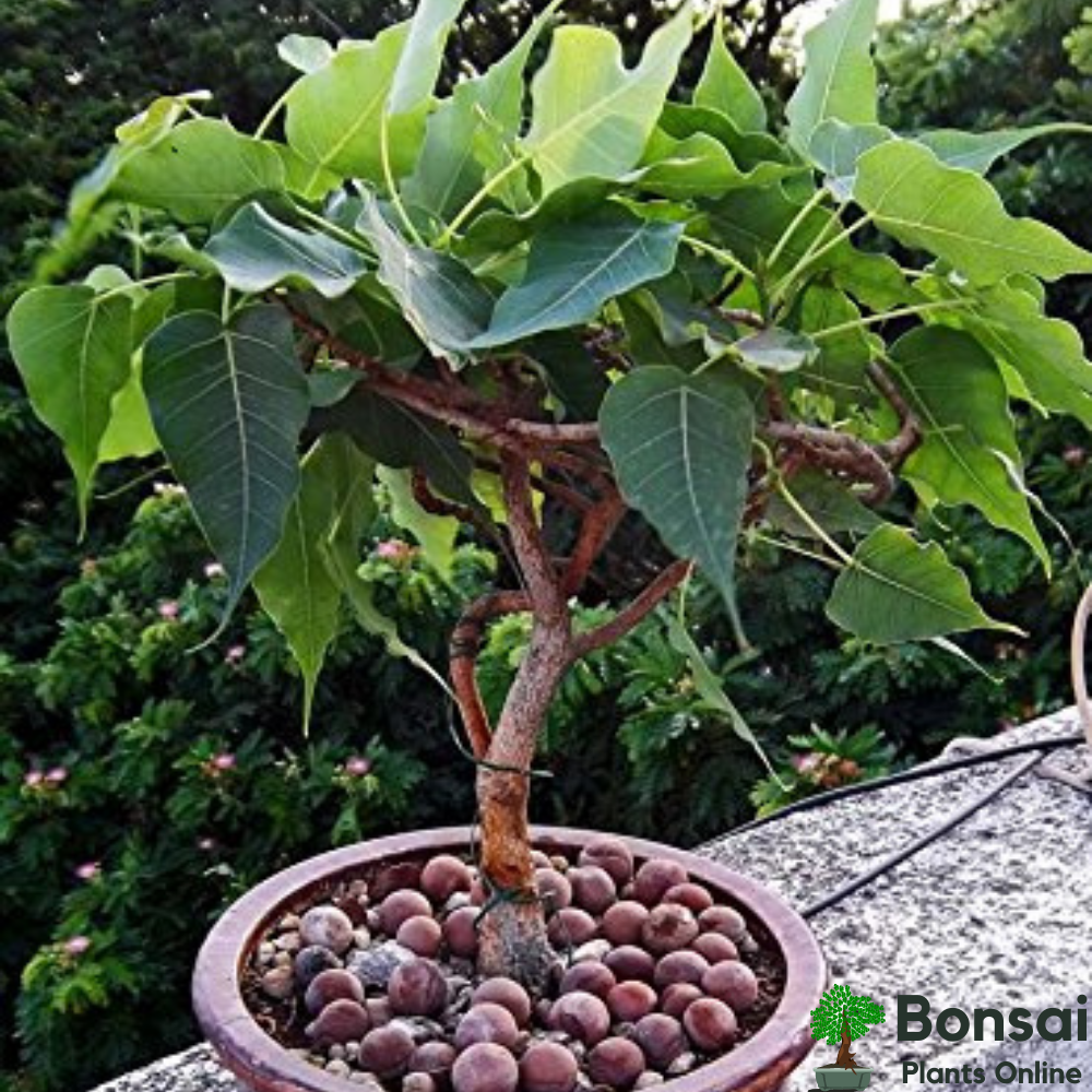 Beautiful and sacred Peepal bonsai