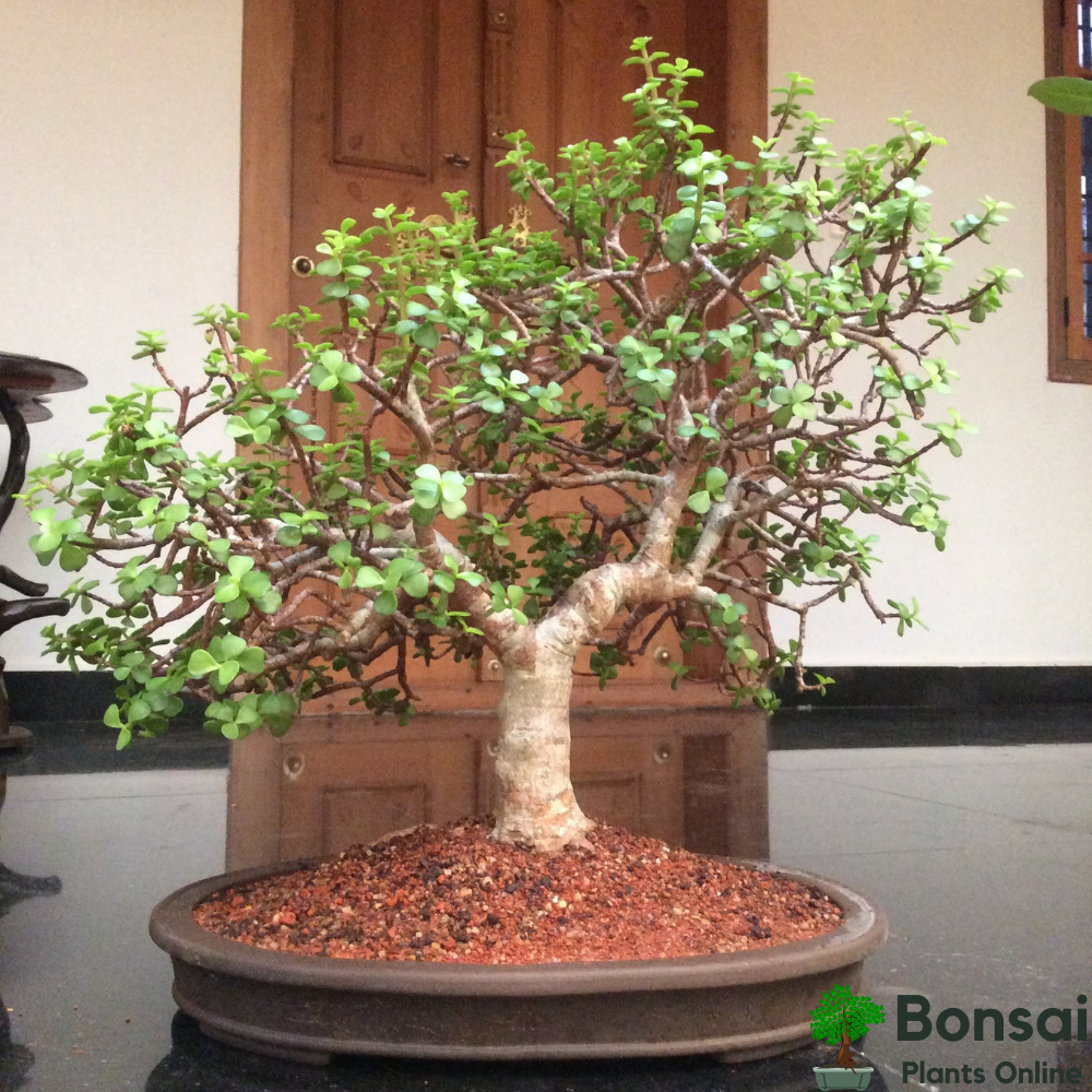 Beautiful Jade bonsai for prosperity indoors