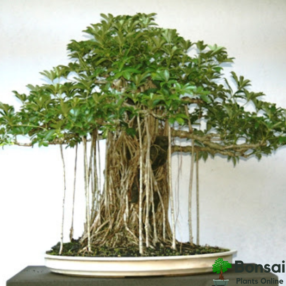 Beautiful Schefflera bonsai for tropical looks indoor