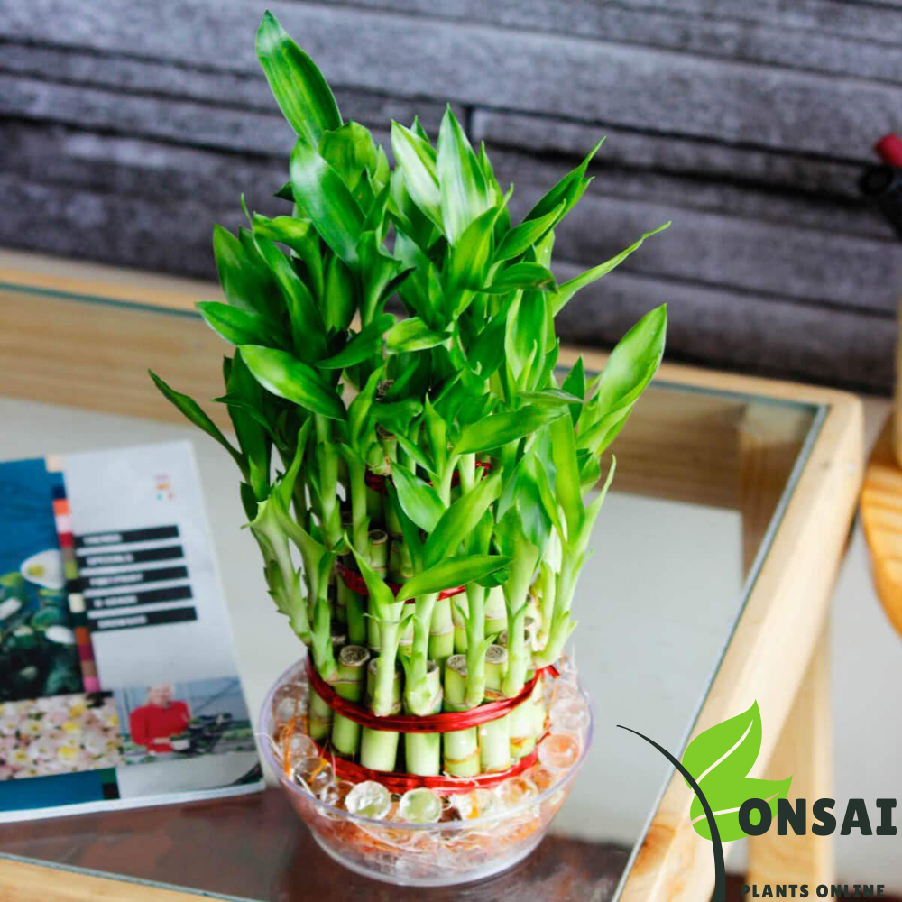 Elegant-looking 3 layered lucky bamboo bonsai