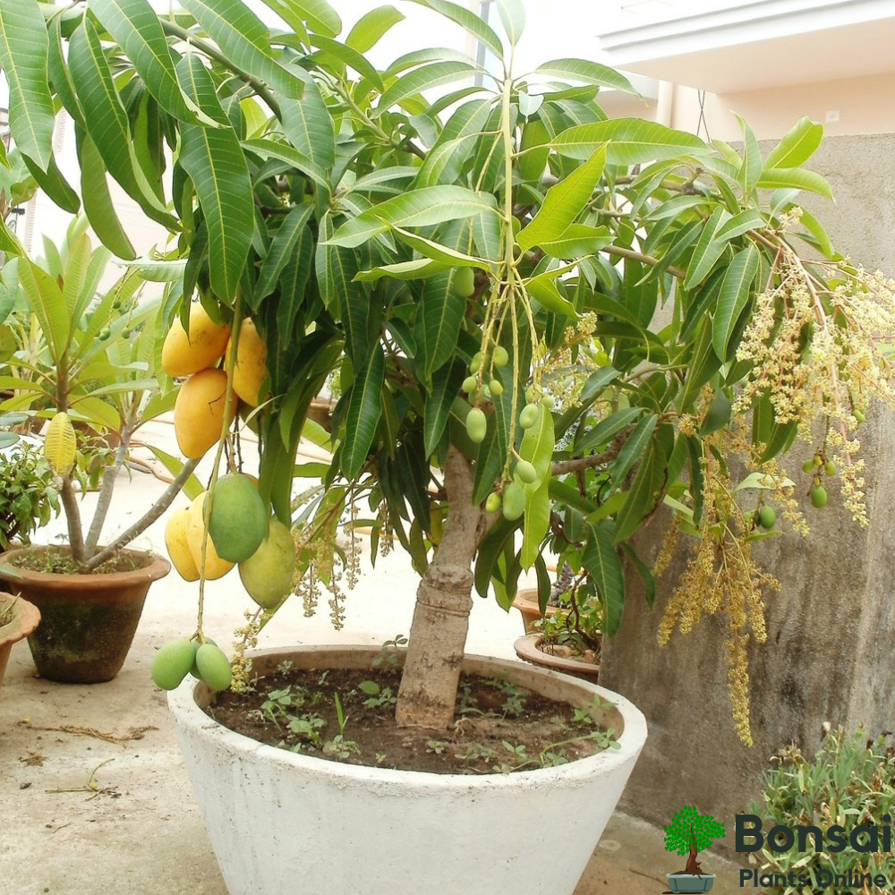 Mango bonsai plant for luscious ripe fruits.