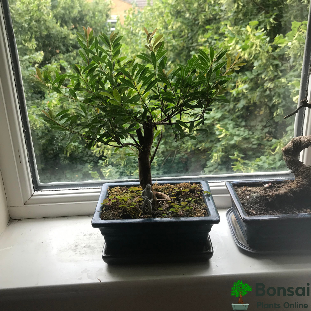 Beautiful flowering Brush Cherry bonsai