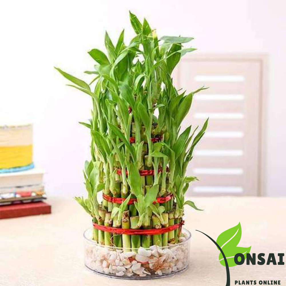 Beautiful 7 layered lucky bamboo bonsai for good luck