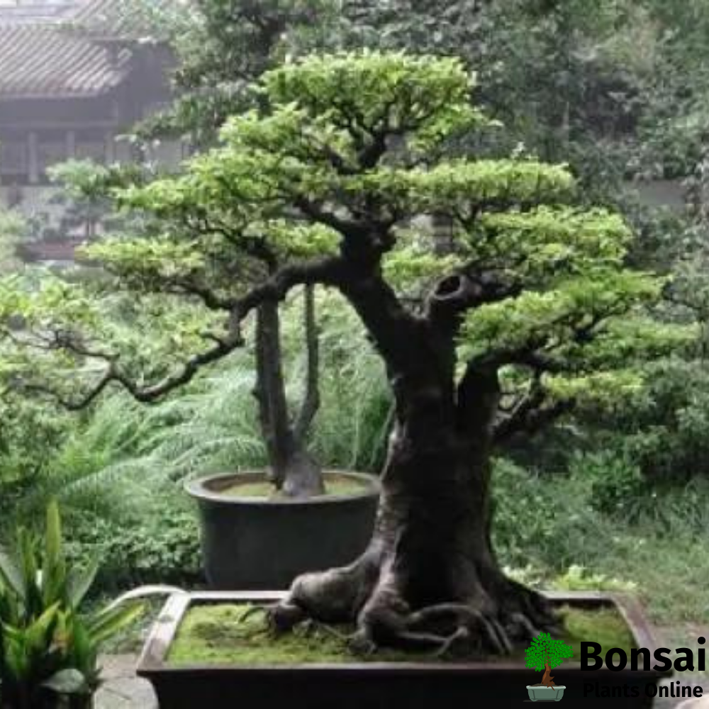 Gorgeous Cedar bonsai tree