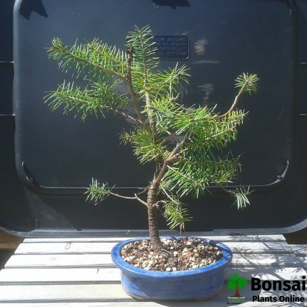 Enchanting Fir bonsai tree