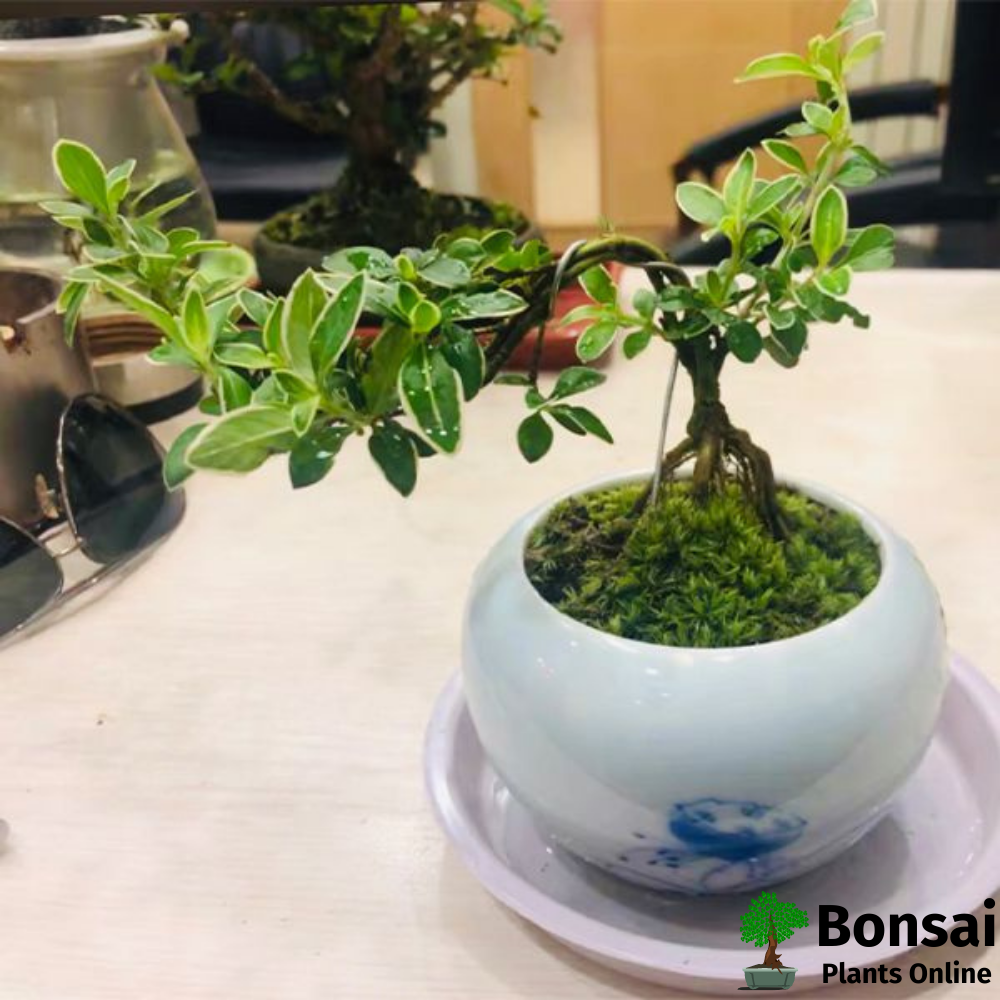 Beautiful Snow Rose bonsai tree