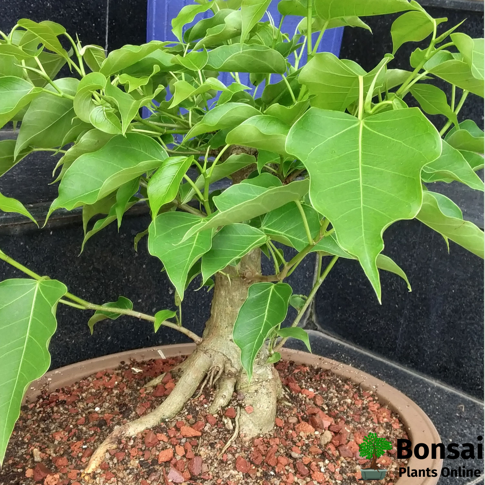 Beautiful and sacred Ficus religiosa bonsai