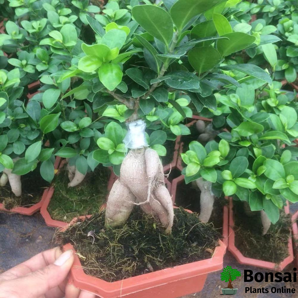 Stunning looks of Ficus microcarpa bonsai